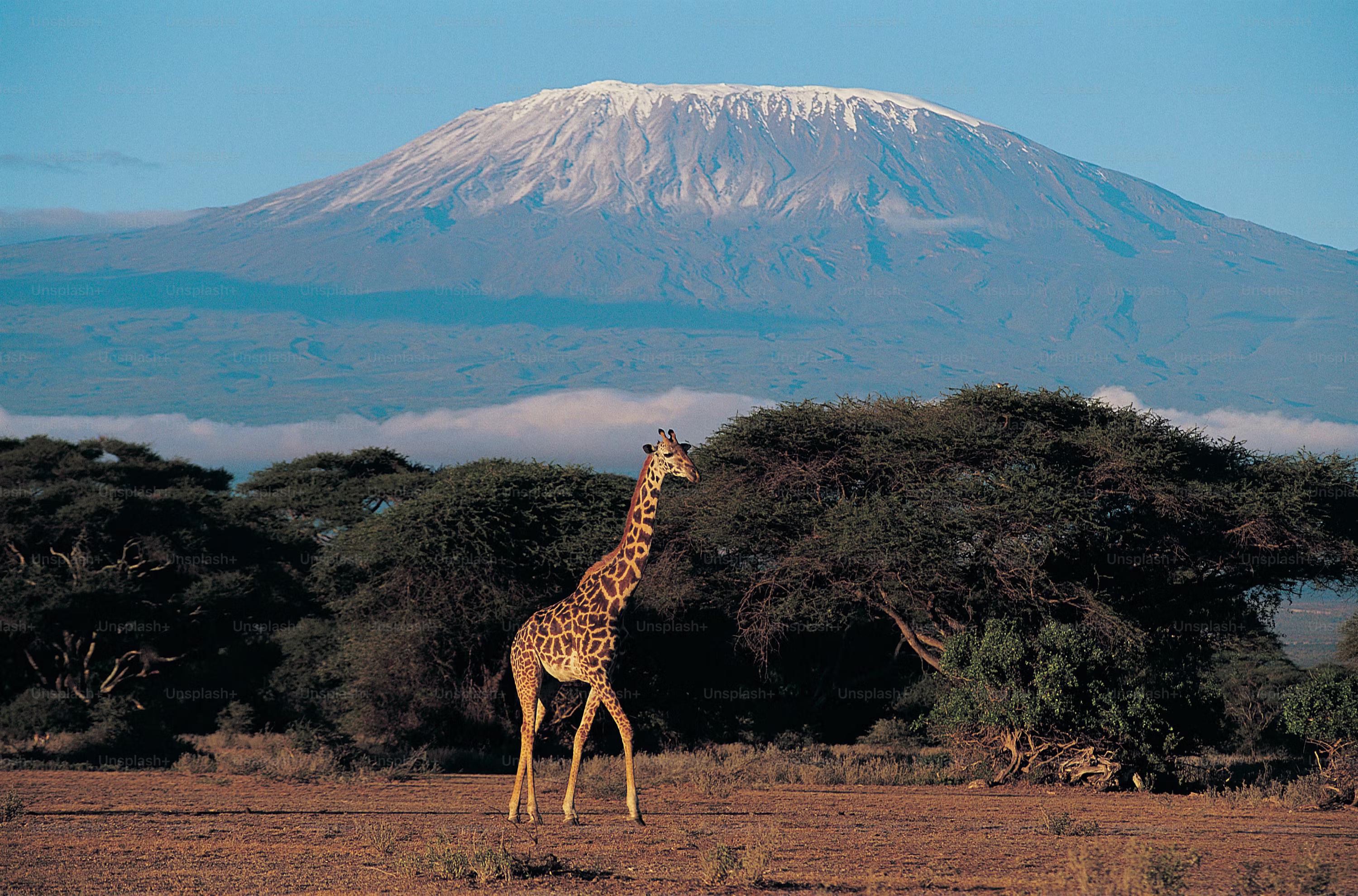 Girafe traversant la savane devant le Kilimandjaro enneigé
